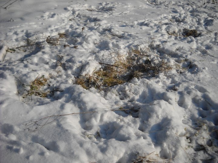 Fotografia  druhu  jeleň lesný  