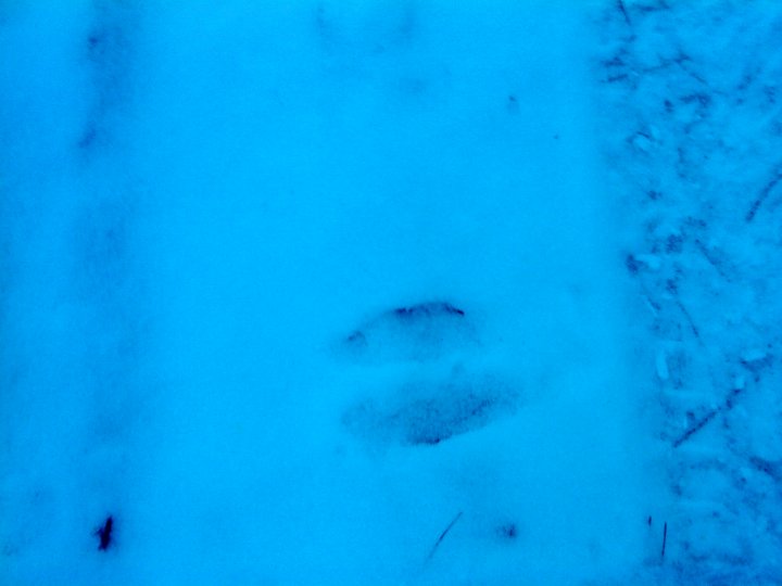 Fotografia  druhu  jeleň lesný  