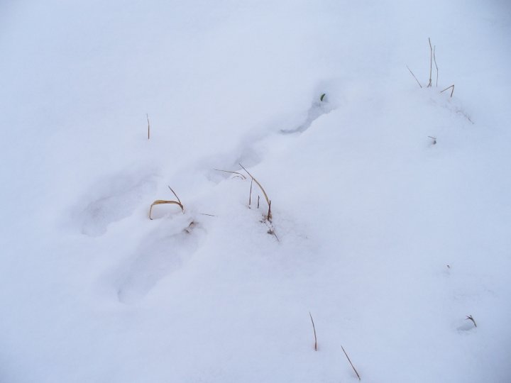 Fotografia  druhu  zajac poľný  