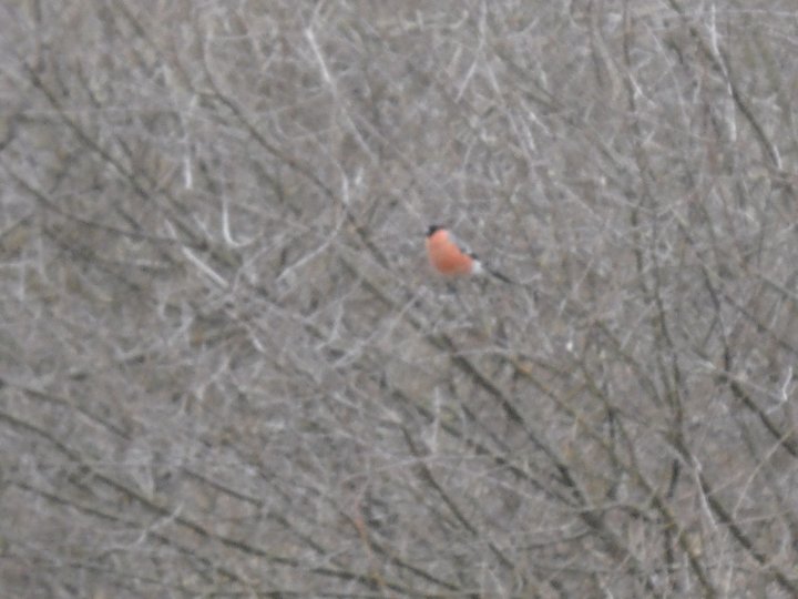 Fotografia  druhu  hýľ lesný