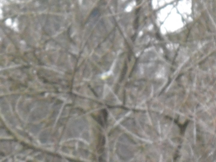 Fotografia  druhu  sýkorka belasá