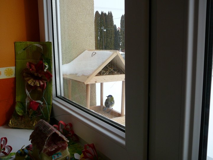 Fotografia  druhu  sýkorka bielolíca / veľká