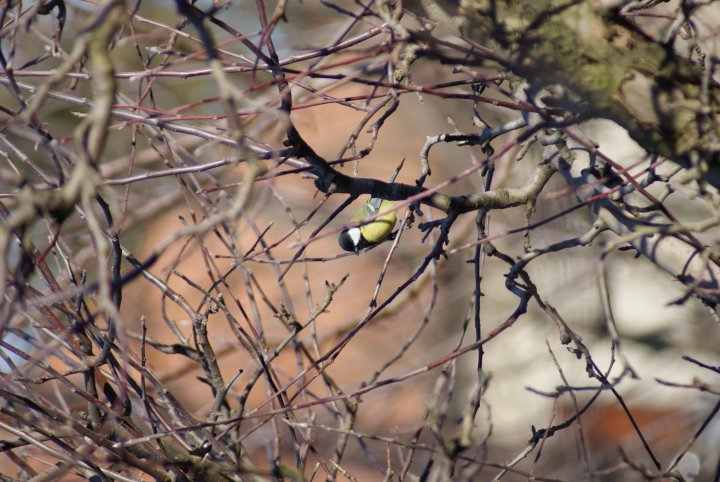 Fotografia  druhu  sýkorka bielolíca / veľká