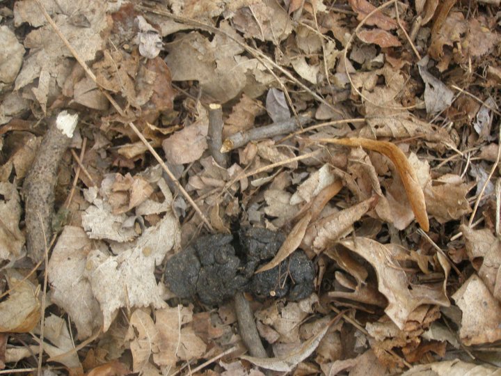 Fotografia  druhu  srnec lesný  