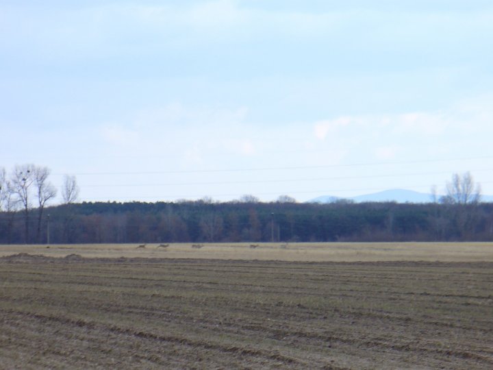 Fotografia  druhu  srnec lesný  