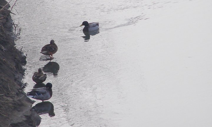 Fotografia  druhu  kačica divá