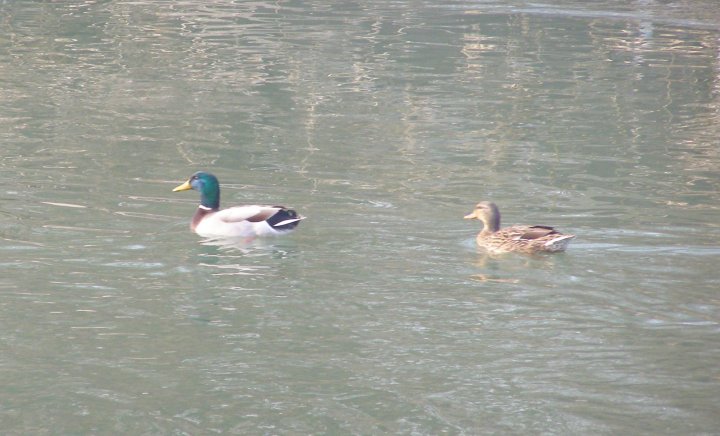 Fotografia  druhu  kačica divá