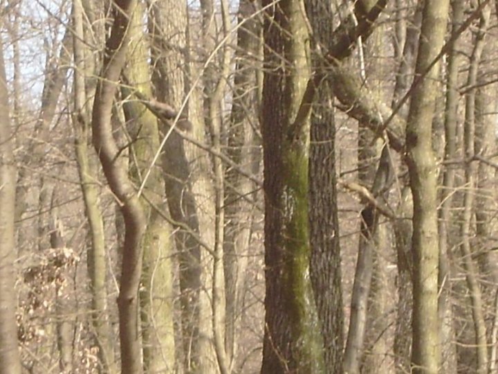 Fotografia  druhu  veverica stromová