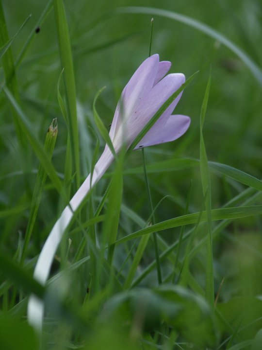 Fotografia  druhu  jesienka obyčajná