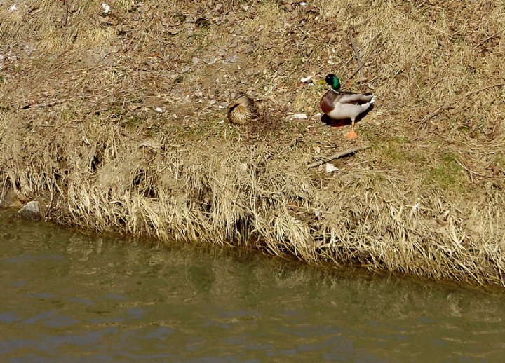 Fotografia  druhu  kačica divá