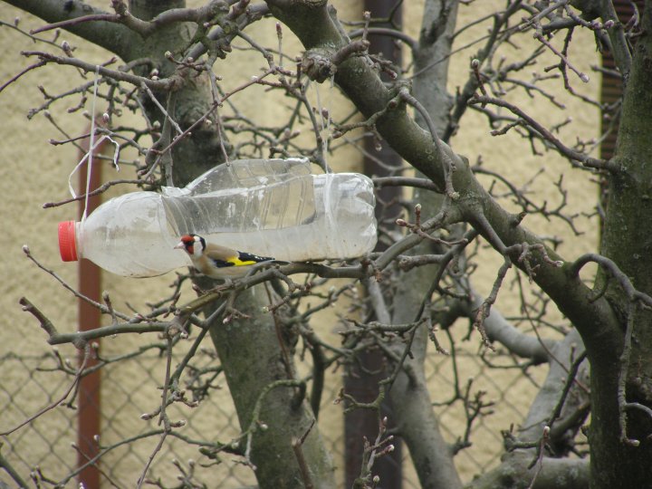 Fotografia  druhu  stehlík pestrý