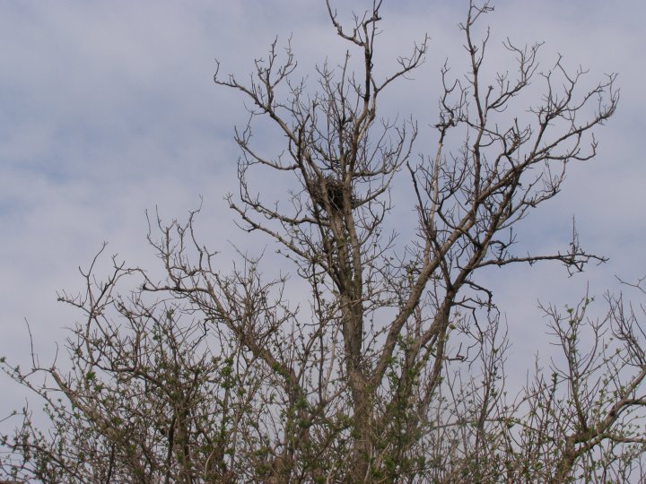 Fotografia  druhu  straka čiernozobá