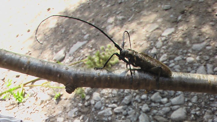 Fotografia  druhu  fuzáč veľký