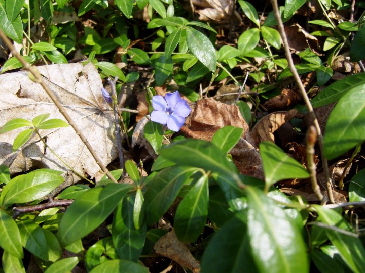Fotografia  druhu  zimozeleň menšia