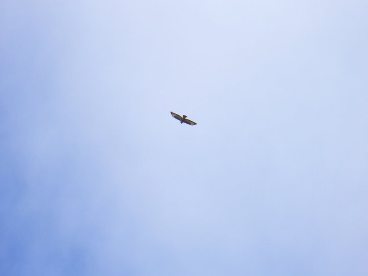 Fotografia  druhu  myšiak lesný