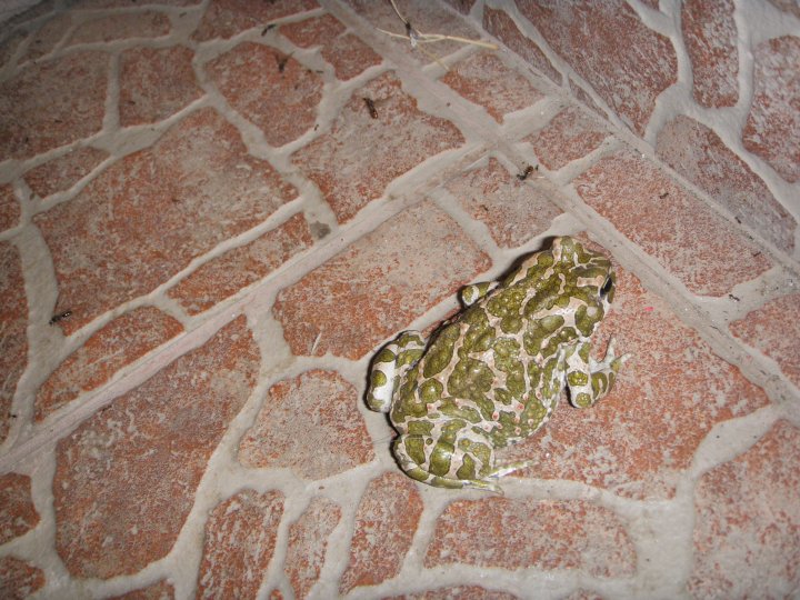 Fotografia  druhu  ropucha zelená