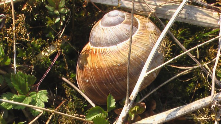Fotografia  druhu  slimák záhradný