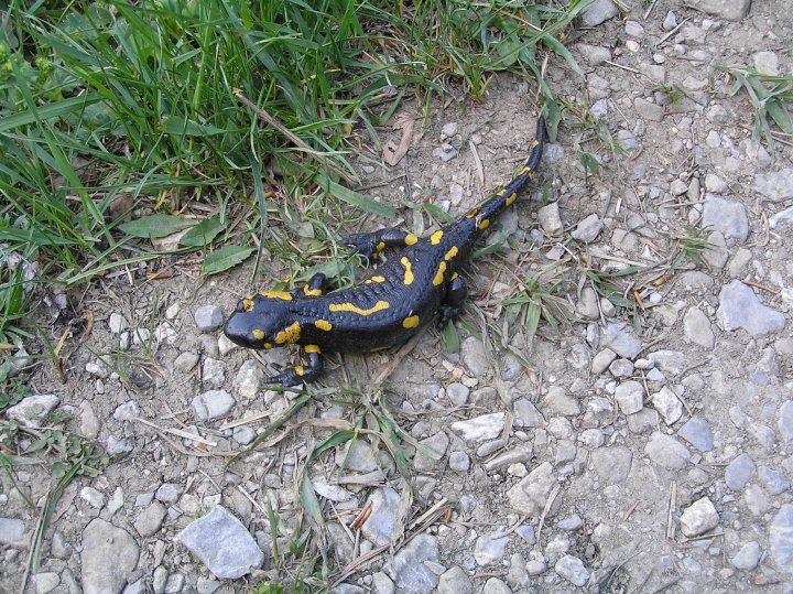 Fotografia  druhu  salamandra škvrnitá