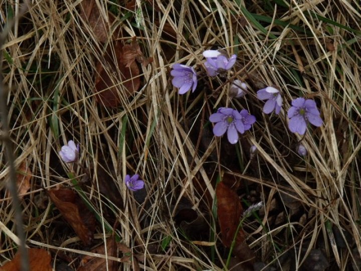 Fotografia  druhu  pečeňovník trojlaločný