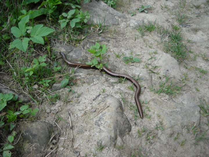 Fotografia  druhu  slepúch lámavý