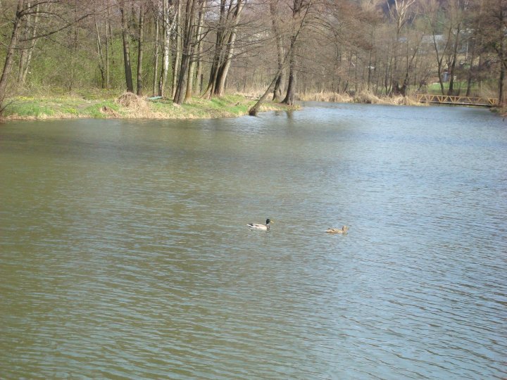 Fotografia  druhu  kačica divá