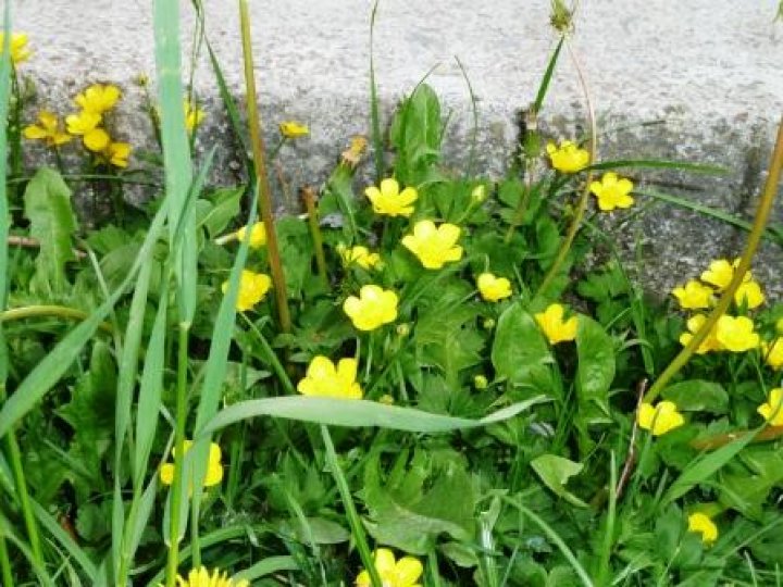 Fotografia  druhu  žltohlav najvyšší