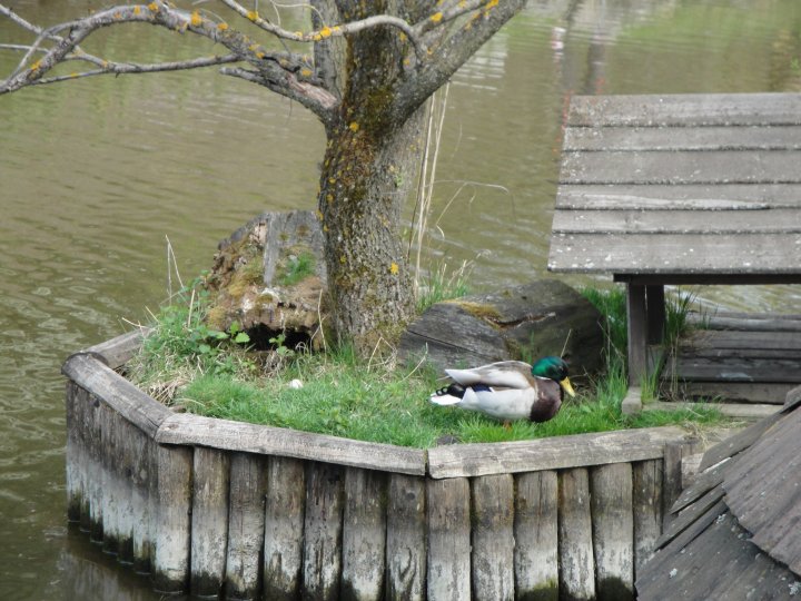 Fotografia  druhu  kačica divá