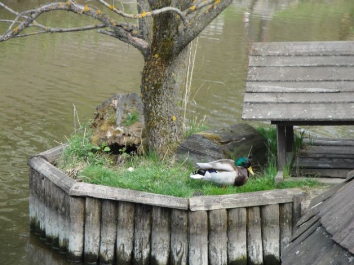 Fotografia  druhu  kačica divá