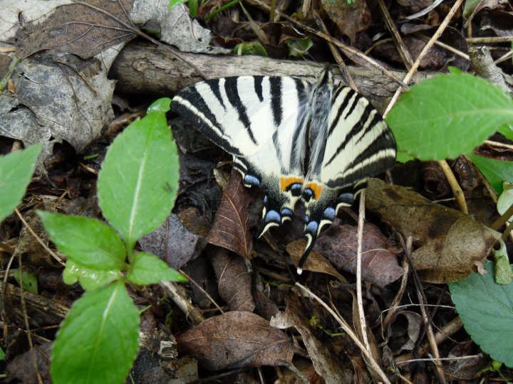 Fotografia  druhu  vidlochvost ovocný