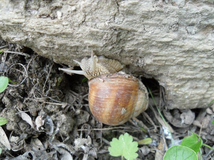 Fotografia  druhu  slimák záhradný