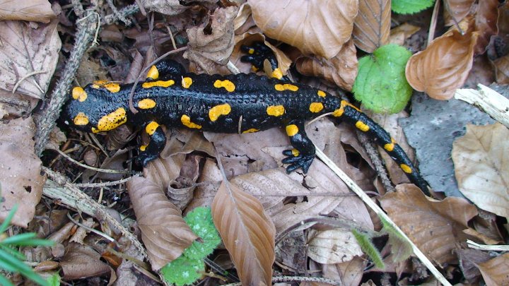 Fotografia  druhu  salamandra škvrnitá