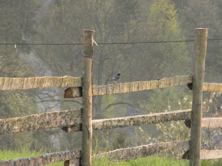 Fotografia  druhu  žltochvost domový