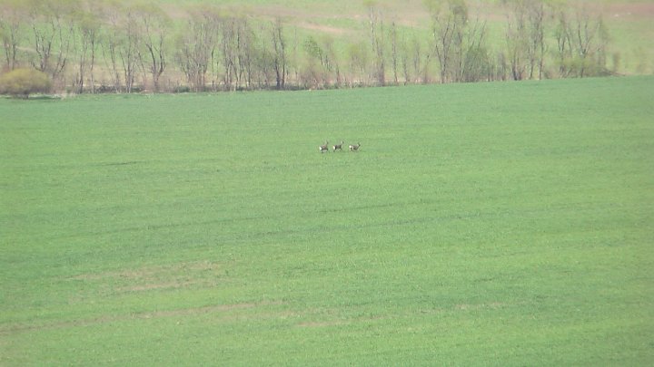 Fotografia  druhu  srnec lesný  