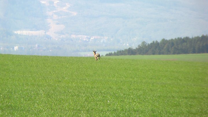 Fotografia  druhu  srnec lesný  
