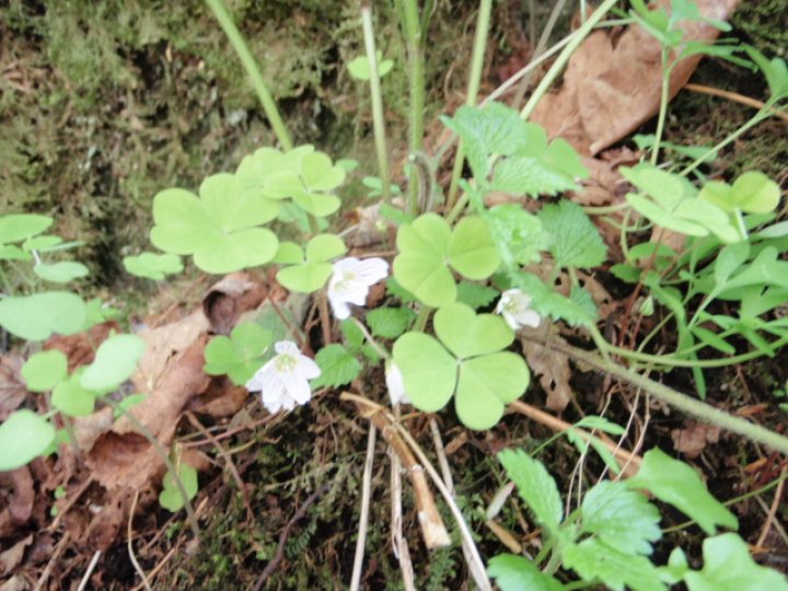 Fotografia  druhu  kyslička obyčajná