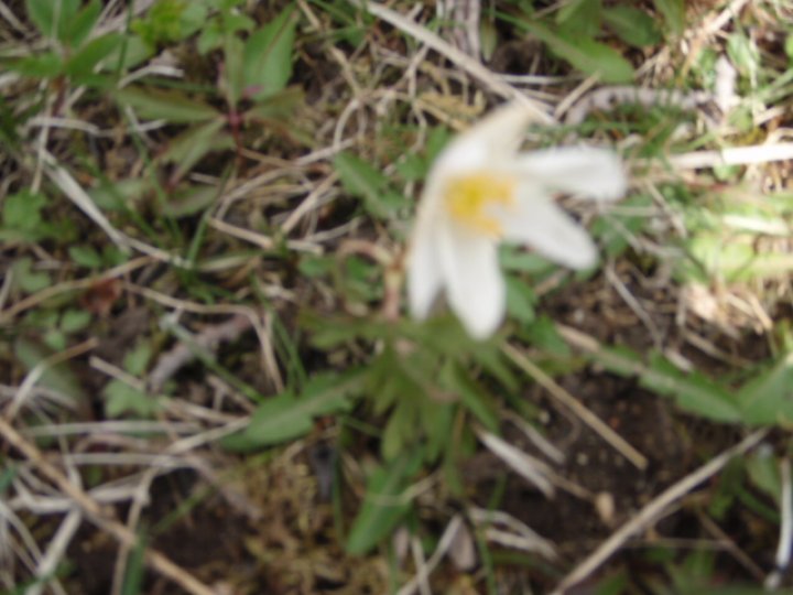 Fotografia  druhu  veternica lesná