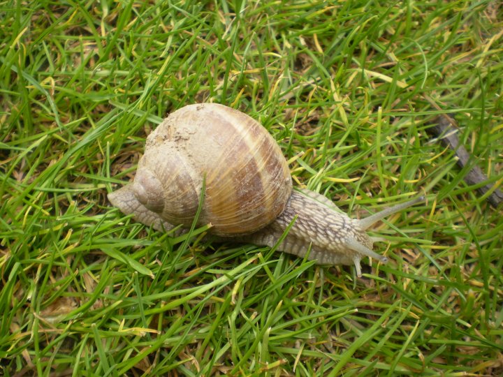 Fotografia  druhu  slimák záhradný