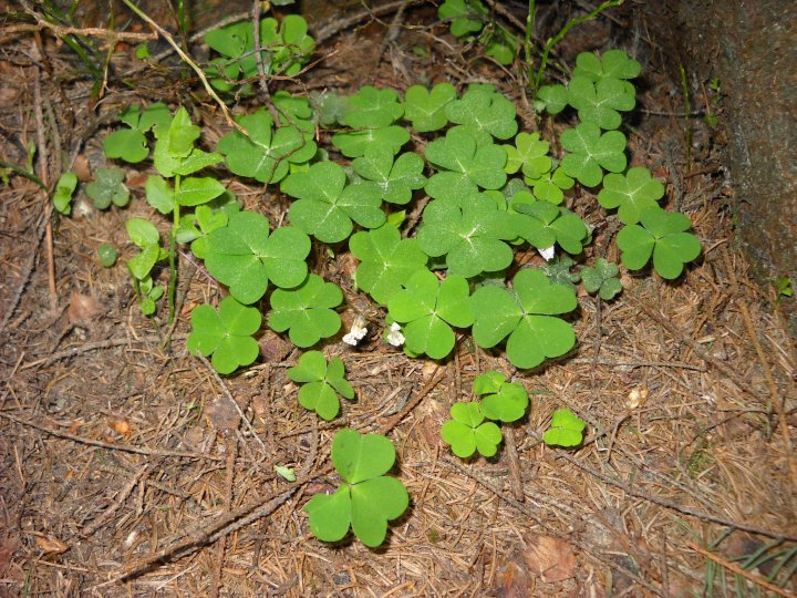 Fotografia  druhu  kyslička obyčajná