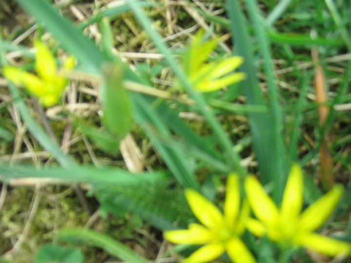 Fotografia  druhu  krivec žltý