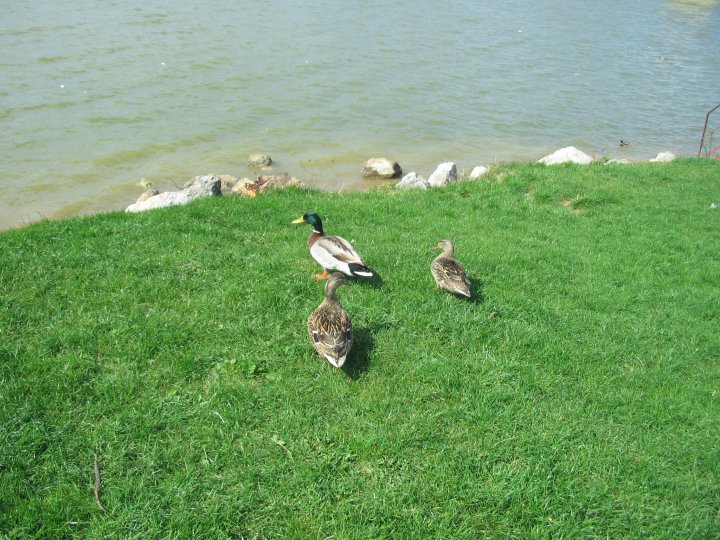 Fotografia  druhu  kačica divá