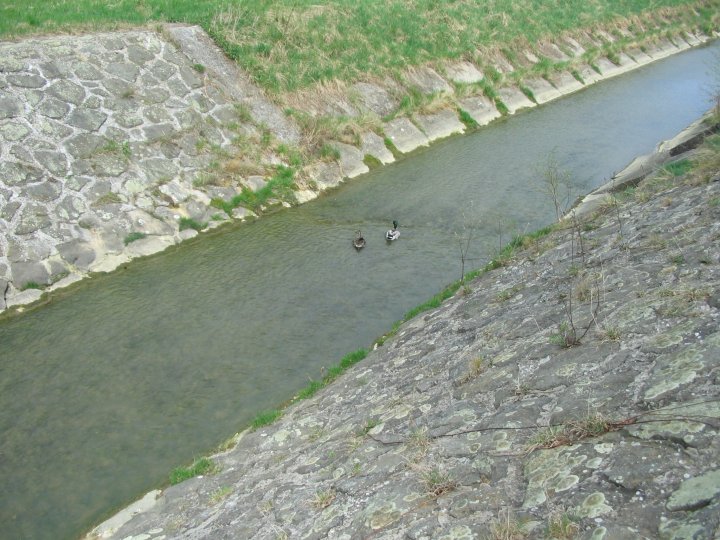 Fotografia  druhu  kačica divá
