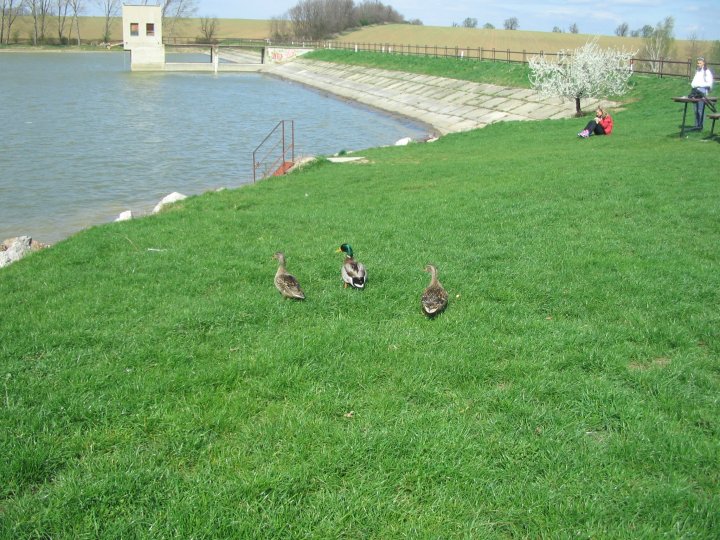 Fotografia  druhu  kačica divá