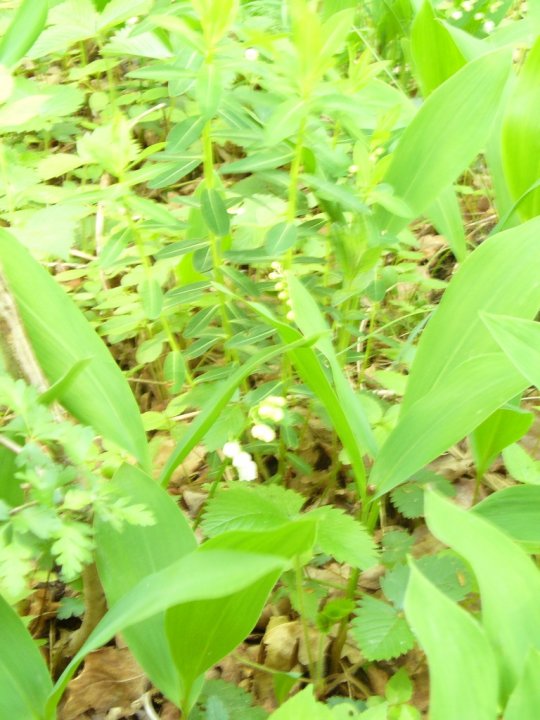 Fotografia  druhu  konvalinka voňavá