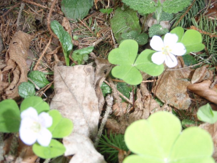 Fotografia  druhu  kyslička obyčajná