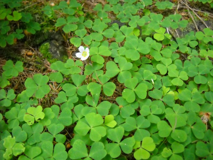 Fotografia  druhu  kyslička obyčajná