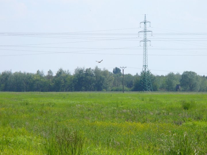Fotografia  druhu  myšiak lesný
