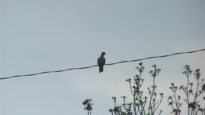 Fotografia  druhu  hrdlička záhradná