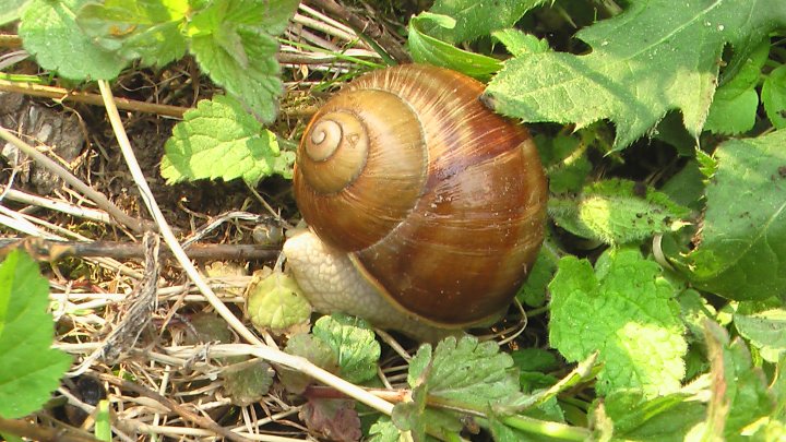 Fotografia  druhu  slimák záhradný