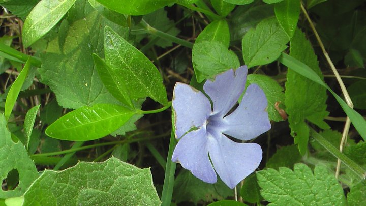 Fotografia  druhu  zimozeleň menšia
