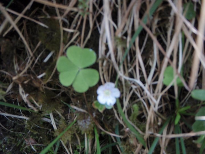Fotografia  druhu  kyslička obyčajná